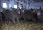 В Украине запрещен ввоз мелкого рогатого скота из Болгарии