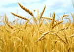 Губернатор: Впервые за 20 лет цена на зерно не падает