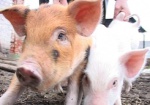 Вице-губернатор: Поголовье свиней в области выросло на 90%