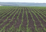 Стоимость аренды сельхозугодий в Харьковской области может вырасти до тысячи гривен за гектар