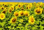 Украинские аграрии собрали рекордный урожай подсолнечника