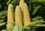Минагрополитики: К концу года Украина экспортирует в Китай 2 миллиона тонн кукурузы