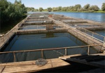 На Печенежском водохранилище будут разводить осетровую рыбу