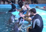 Лечение в бассейне. Психологи практикуют дельфинотерапию для восстановления психики пострадавших в ЧП