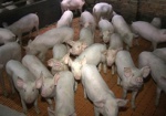 На границе с Украиной зафиксировали новые вспышки африканской чумы свиней