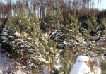 Сезон продажи елок стартовал. Вскоре новогодние деревья появятся и на рынках Харькова