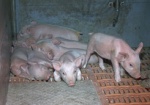 В Украине привили против африканской чумы несколько миллионов свиней