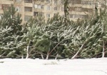 В Харькове выявляют незаконных торговцев елками