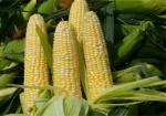 Украина продала за границу 9,5 миллионов тонн кукурузы