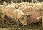 В Украине обнаружили вирус африканской чумы свиней