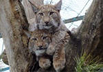 Два новых брата-хищника. В Харьковском зоопарке появились маленькие рыси