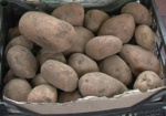 К весне в Украине может подорожать картофель
