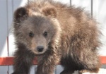 В харьковском зоопарке родились медвежата