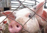 Харьковские фермеры не смогут официально экспортировать свинину в Россию