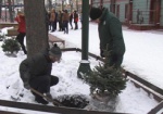 Именное дерево взамен на благотворительность. Харьковчане поучаствовали в высадке саженцев елей
