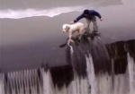 Спасатели помогли собаке выбраться из ледяной воды