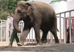 В Харьковском зоопарке заявляют об отсутствии финансирования