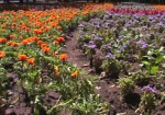 Харьковские клумбы украсят миллионы цветов