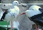 В Харьковском зоопарке отметят День птиц