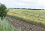 Аграрии области засеяли ранними зерновыми 84% от запланированных площадей