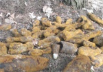 На Харьковщине за сутки обезвредили 24 боеприпаса времен войны