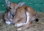 В Харьковском зоопарке родилась антилопа
