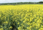 Ход и прогнозы посевной. Харьковские аграрии засевают поля в срок и ждут хороший урожай