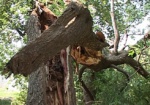 Ураган в Харькове повалил 14 деревьев