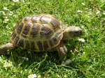В мире отмечают День черепахи. В Харьковском зоопарке рассказали о необычных животных
