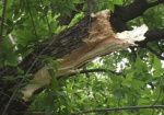 Гроза в Харькове повалила три дерева