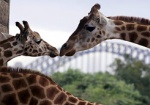 В зоопарке приостановлено строительство вольеров для жирафа и гепардов