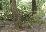 Буря в Харькове снесла четыре дерева