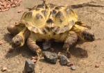 В Харьковском экопарке поселилась двуглавая черепаха