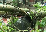 В районе Клочковской дерево упало на две машины