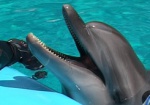 В Украине могут запретить передвижные зоопарки и дельфинарии без морской воды