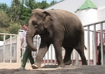 Завтра в Харьковском зоопарке отметят День слонов