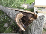Во дворах Харькова сносят сухостойные и аварийные деревья