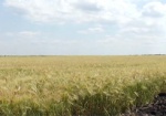 К новому урожаю. В Харьковской области началась уборка ранних зерновых
