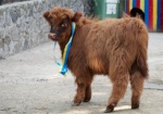 В Харьковском зоопарке появился теленок по имени Апрель