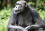 В Харьковском зоопарке появился самец шимпанзе Ларик