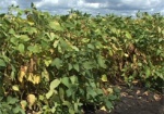 Уберечься от ГМО. Харьковские растениеводы рекомендуют выбирать отечественную сою