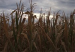 В Изюмском районе выгорело около 100 га кукурузы