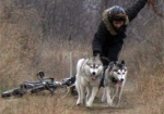Сегодня в Харькове - гонки на собачьих упряжках