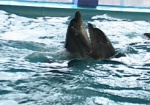 Необычные переселенцы. В Харьков перевезли дельфинов, эвакуированных из зоны АТО
