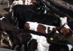 На Харьковщине увеличивается производство продукции животноводства