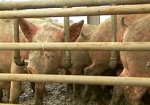 Сельхозпредприятия Харьковской области стали продавать больше свиней на убой