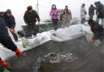 В озеро на Харьковщине выпустили 40 тонн рыбы