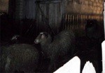 На Харьковщине группа злоумышленников пыталась украсть более 20 овец