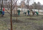 Новые саженцы в парке на Баварии. В Харькове провели последнее в этом году озеленение территорий