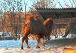 Зима в Харьковском зоопарке. Как питомцы переживают холода